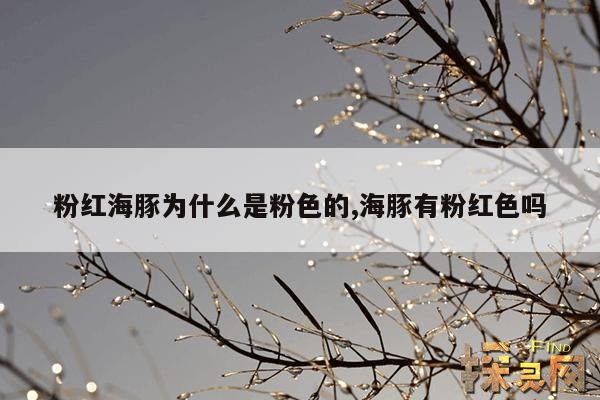 粉红海豚为什么是粉色的,粉色海豚为什么稀少