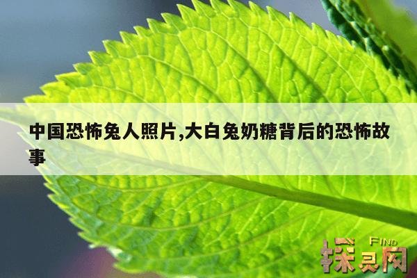 中国恐怖兔人照片,恐怖兔人到底是谁是